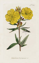 1800 Curtis Oneothera - Panteek Antique Prints