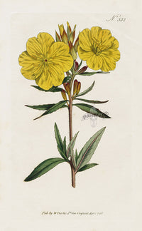 1800 Curtis Oneothera - Panteek Antique Prints