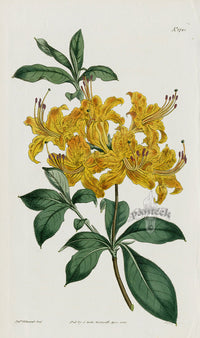 1800 Curtis Orange-coloured Azalea - Panteek Antique Prints