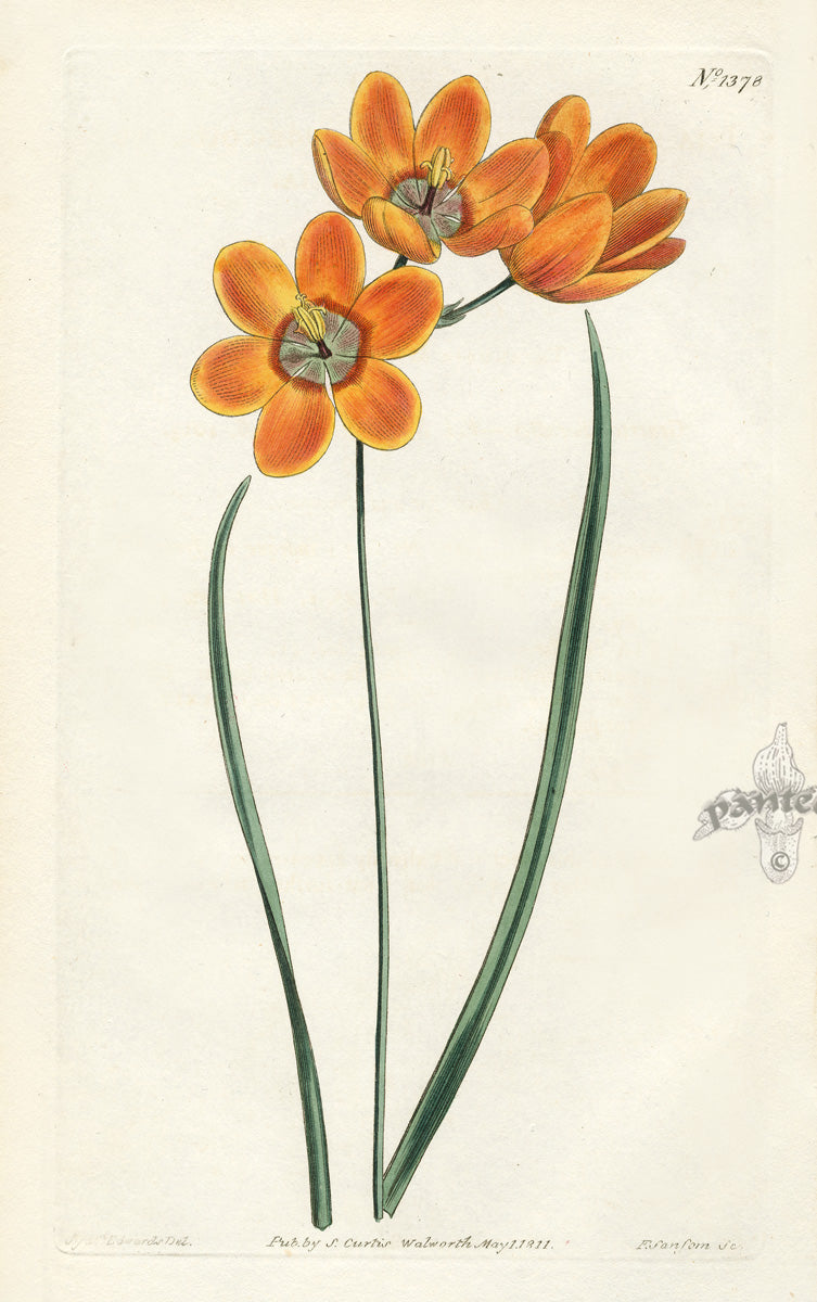 1800 Curtis Orange-coloured monadelphous Ixia