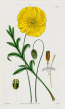1800 Curtis Orange-flowered Poppy - Panteek Antique Prints