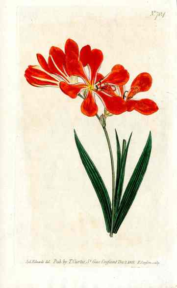 1800 Curtis Orange Izia