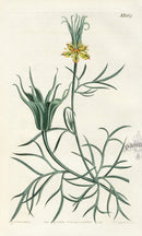 1800 Curtis Oriental Fennel-Flower - Panteek Antique Prints