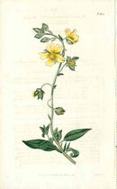 1800 Curtis Pale Yellow Cistus - Panteek Antique Prints