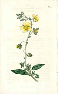 1800 Curtis Pale Yellow Cistus - Panteek Antique Prints