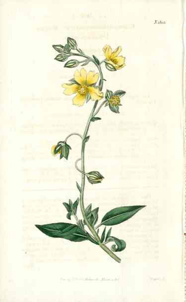 1800 Curtis Pale Yellow Cistus
