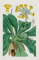 1800 Curtis Palinurian Primrose - Panteek Antique Prints