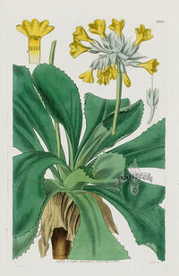 1800 Curtis Palinurian Primrose - Panteek Antique Prints