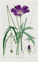 1800 Curtis Papaver-like Nuttallia - Panteek Antique Prints