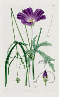 1800 Curtis Papaver-like Nuttallia - Panteek Antique Prints