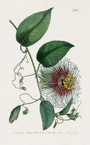 1800 Curtis Passion Flower - Panteek Antique Prints