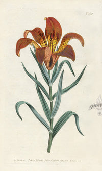 1800 Curtis Pennsylvanian Lily - Panteek Antique Prints