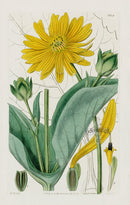 1800 Curtis Perfoliated Silphium - Panteek Antique Prints