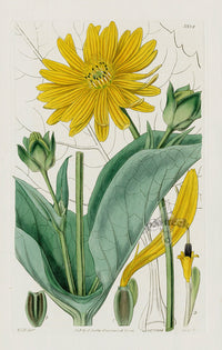1800 Curtis Perfoliated Silphium - Panteek Antique Prints