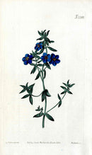 1800 Curtis Pimpernel - Panteek Antique Prints