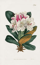 1800 Curtis Pink Caucasian Rhododendron - Panteek Antique Prints