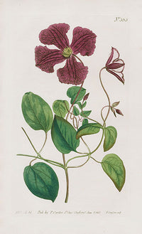 1800 Curtis Pink Clematis - Panteek Antique Prints