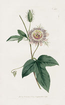 1800 Curtis Pink Passion Flower - Panteek Antique Prints