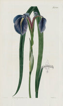 1800 Curtis Poisonous-rooted Iris - Panteek Antique Prints