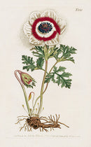 1800 Curtis Poppy Anemone - Panteek Antique Prints