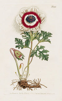 1800 Curtis Poppy Anemone - Panteek Antique Prints