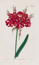 1800 Curtis Poppy-coloured Amaryllis - Panteek Antique Prints