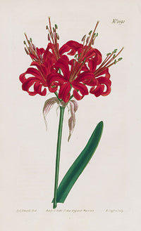 1800 Curtis Poppy-coloured Amaryllis - Panteek Antique Prints