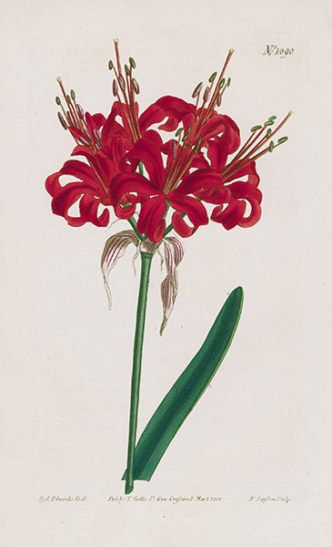 1800 Curtis Poppy-coloured Amaryllis