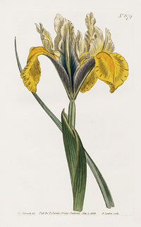 1800 Curtis Portugese Flag - Panteek Antique Prints