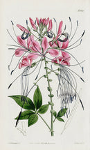 1800 Curtis Prickly Cleome - Panteek Antique Prints