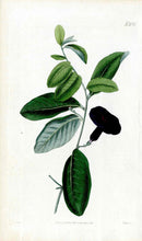 1800 Curtis Puce Morning Glory - Panteek Antique Prints