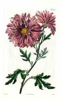 1800 Curtis Purple Chrysanthemum - Panteek Antique Prints