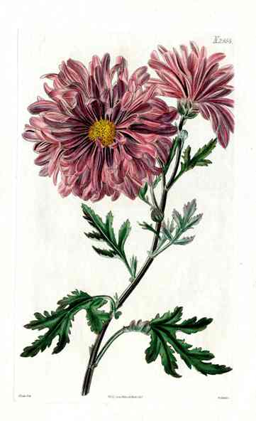 1800 Curtis Purple Chrysanthemum