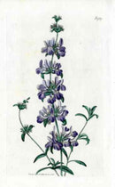 1800 Curtis Purple Stachys - Panteek Antique Prints