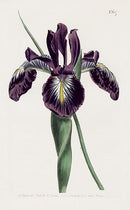 1800 Curtis Pyrenean Flag - Panteek Antique Prints