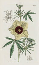 1800 Curtis Rayed Hibiscus - Panteek Antique Prints