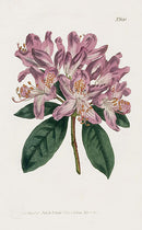 1800 Curtis Rhododendron - Panteek Antique Prints