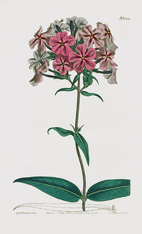 1800 Curtis Rough-stemmed Lychnidea - Panteek Antique Prints