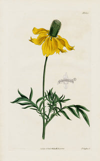 1800 Curtis Rudbeckia Daisy - Panteek Antique Prints