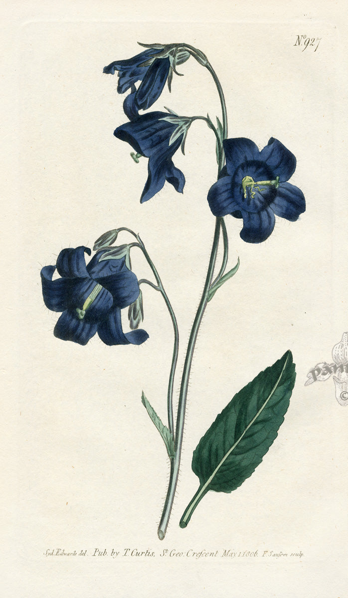 1800 Curtis Sage-Leaved Bell-Flower