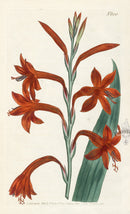 1800 Curtis Scarlet Flag-Leaved Watsonia - Panteek Antique Prints