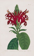 1800 Curtis Scarlet-flowered Justicia - Panteek Antique Prints