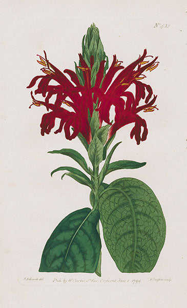 1800 Curtis Scarlet-flowered Justicia