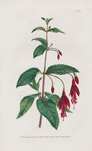 1800 Curtis Scarlet Fuschia - Panteek Antique Prints