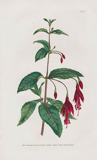 1800 Curtis Scarlet Fuschia - Panteek Antique Prints