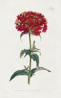 1800 Curtis Scarlet Lychnis - Panteek Antique Prints