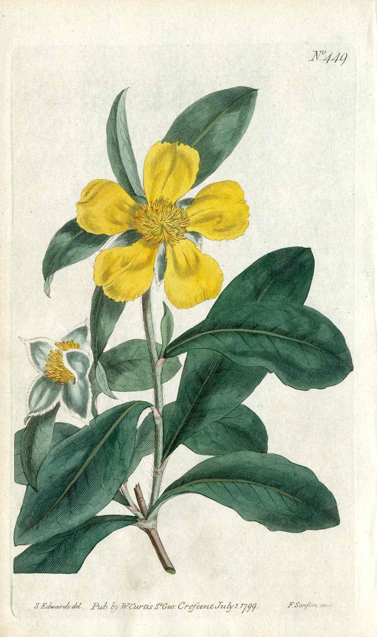 1800 Curtis Shewy Dillenia