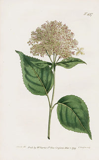 1800 Curtis Shrubby Hydranga - Panteek Antique Prints