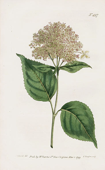 1800 Curtis Shrubby Hydranga