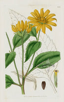 1800 Curtis Smooth-leaved Heliopsis - Panteek Antique Prints